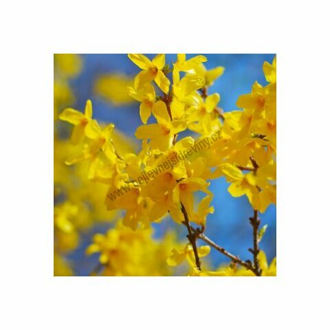 Zlatý dážď Lynwood /zlatovka prostrední/ 30/40 cm, v črepníku v květináči Forsythia Lynwood